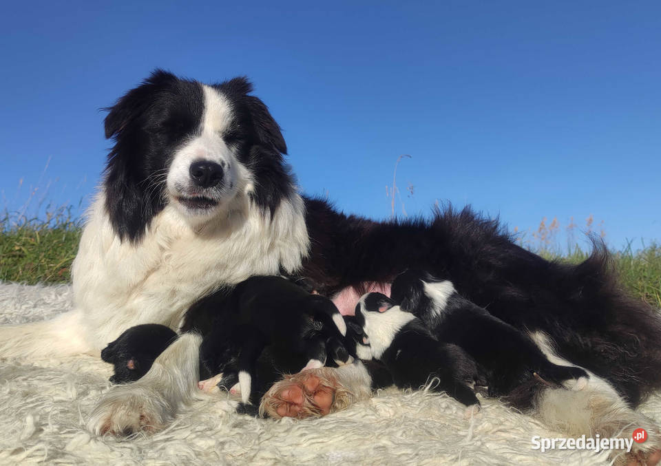 Rasowa Suczka BORDER COLLIE z Hodowli Szczenię z Kraków sprzedam