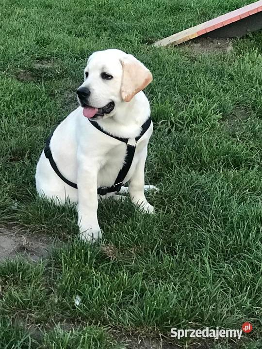 Labrador retriever zapowiedz miotu 2026r Pasztowa Wola