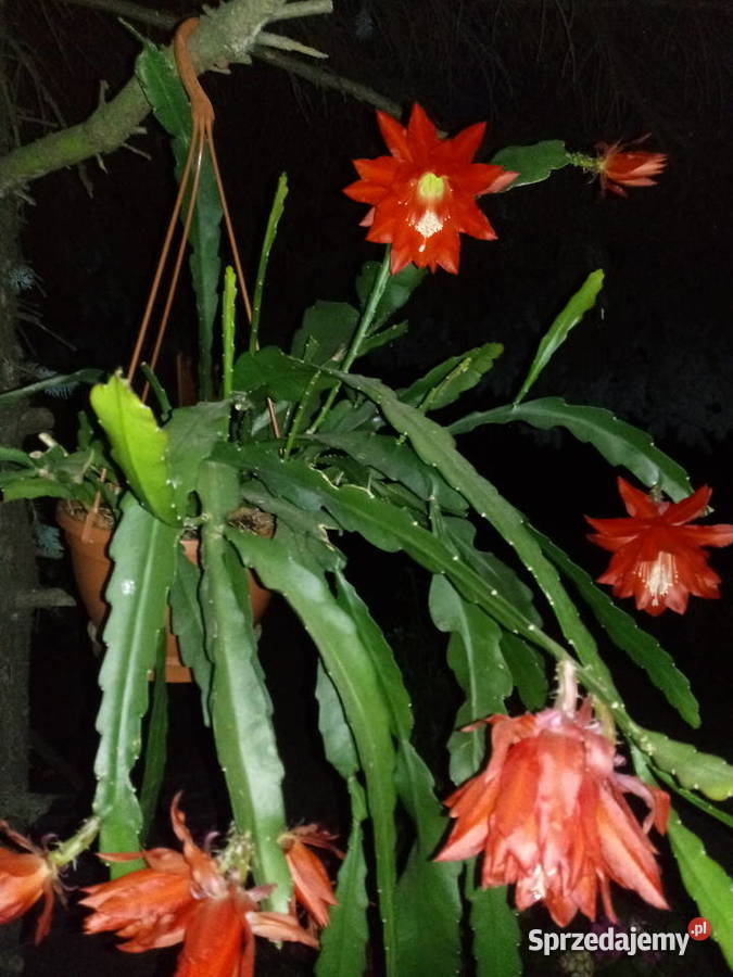 Epifilium Epiphyllum sukulent Rośliny domowe Skierniewice