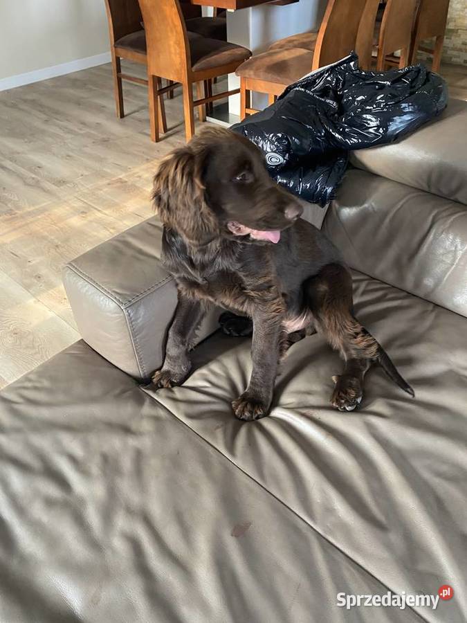 Sprzedam Płochacz NiemieckiWachtelhund