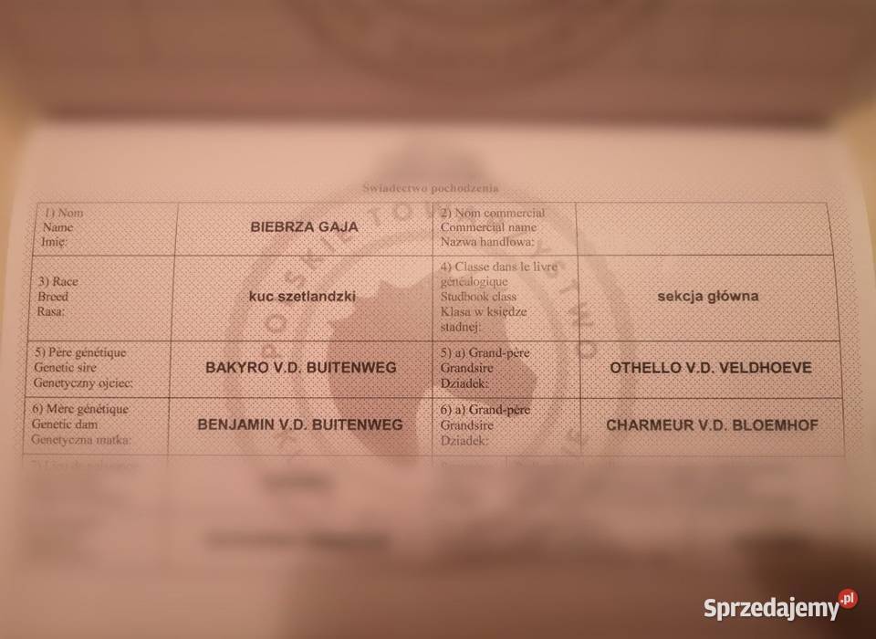 Klacz kuc szetlandzką z rodowodem