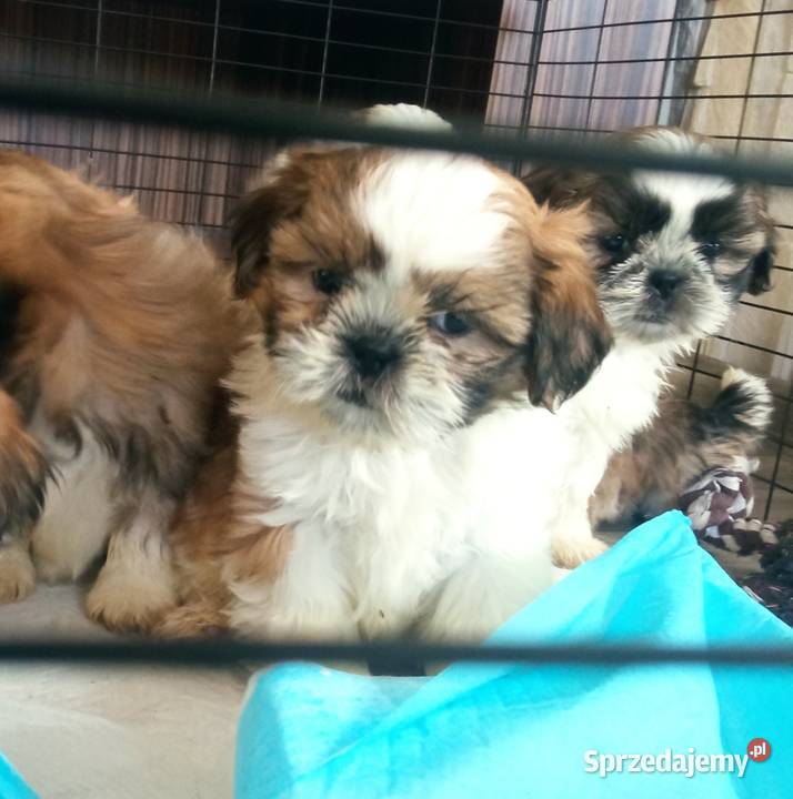 Shihtzu szczeniaki podkarpackie