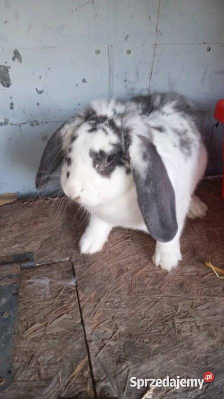 Sprzedam króliki z własnej hodowli Ropczyce