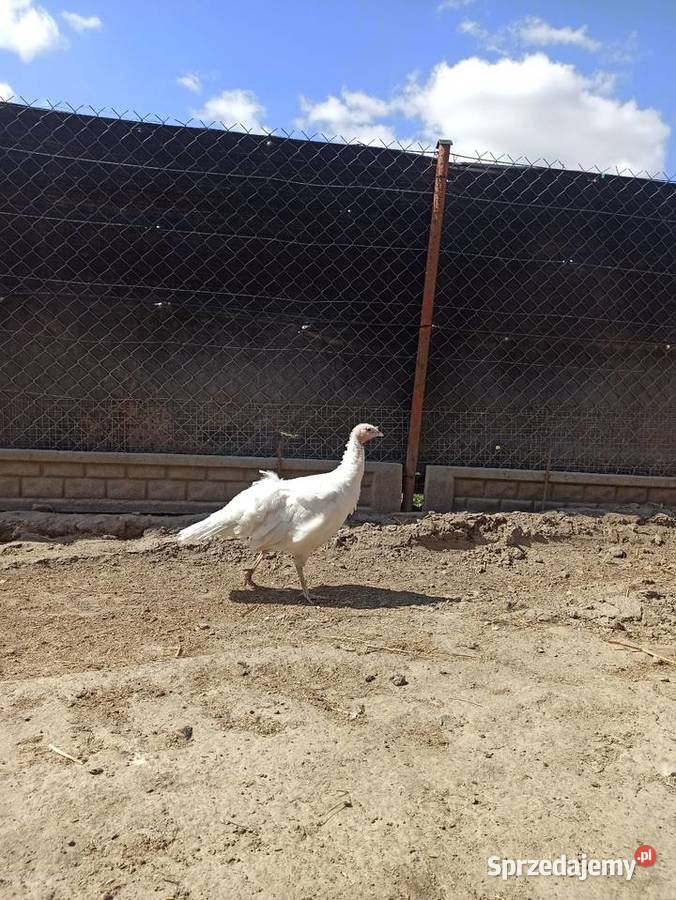 Jaja lęgowe indycze indyki lubelskie Krasnystaw