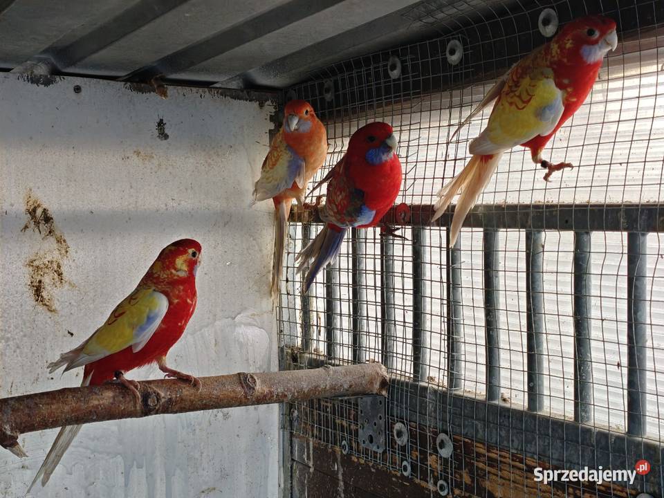 Rozelle krolewskie złoty pastel i Orange złoty Kalisz sprzedam