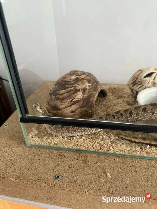 Wąż Heterodon Zachodni terrarium i wyposażenie Płońsk