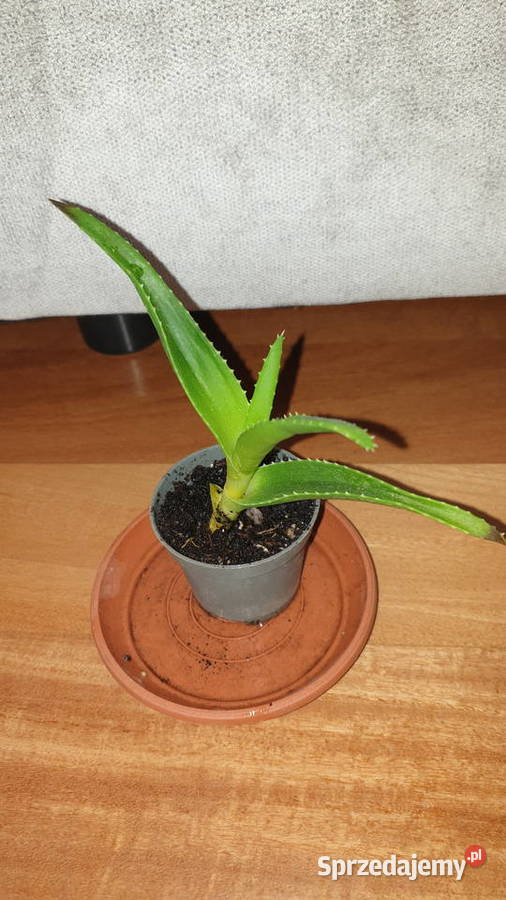 Aloes zielony roślina rosnąca Warszawa