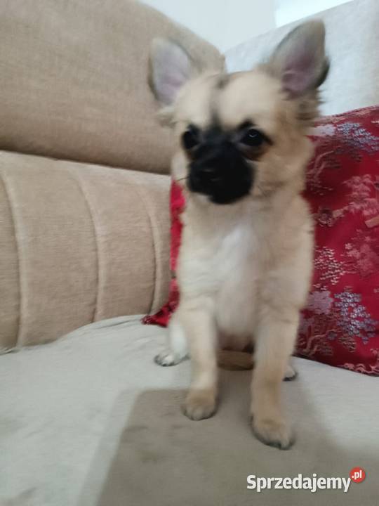 Chihuahua z rodowodem Chihuahua Grudziądz