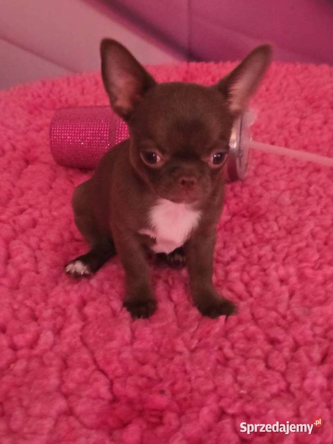 Chihuahua Czekoladowy Dexter śląskie Bielsko-Biała