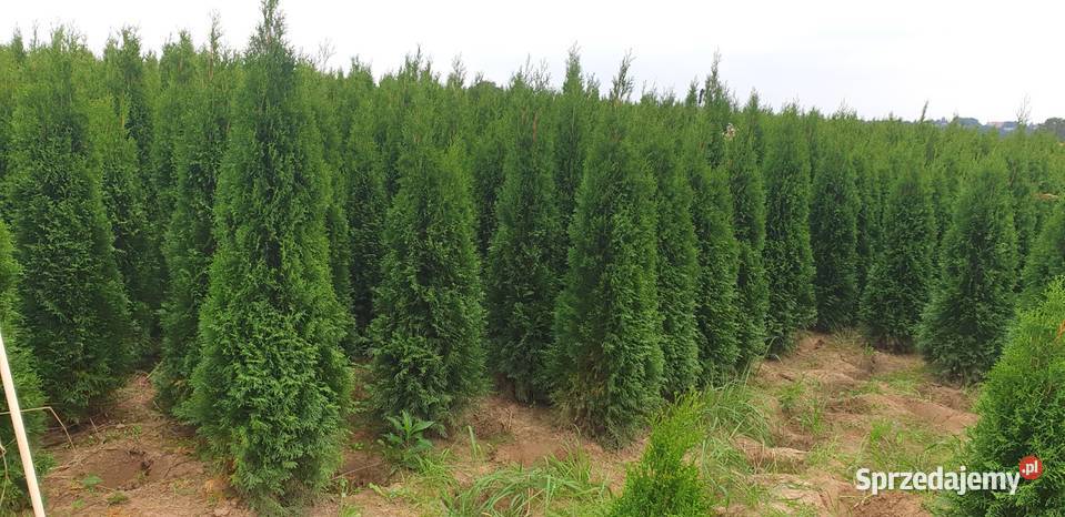 Tuja szmaragd 140 150 Kraków Kocmyrzów Maciejowice