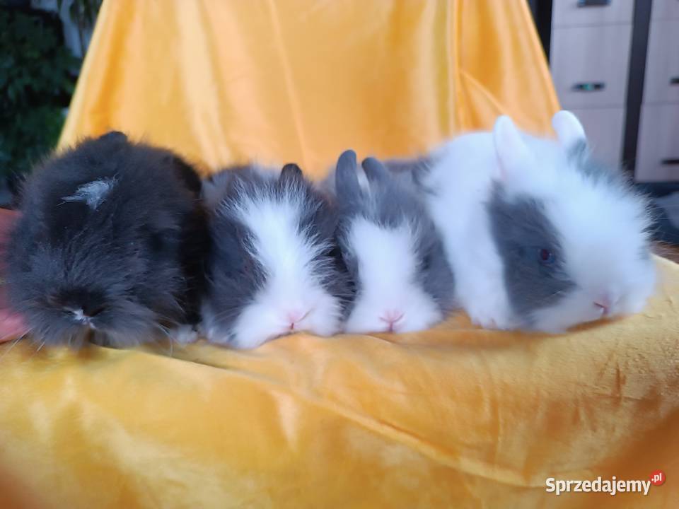 królik miniaturka karzełek teddy Brenna sprzedam