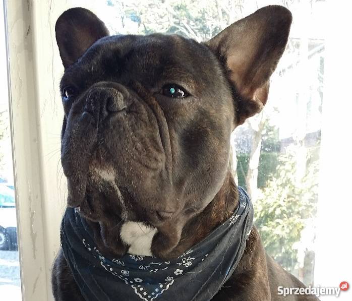 buldog francuski szczenięta ZACHODNIOPOMORSKIE Stargard Szczeciński