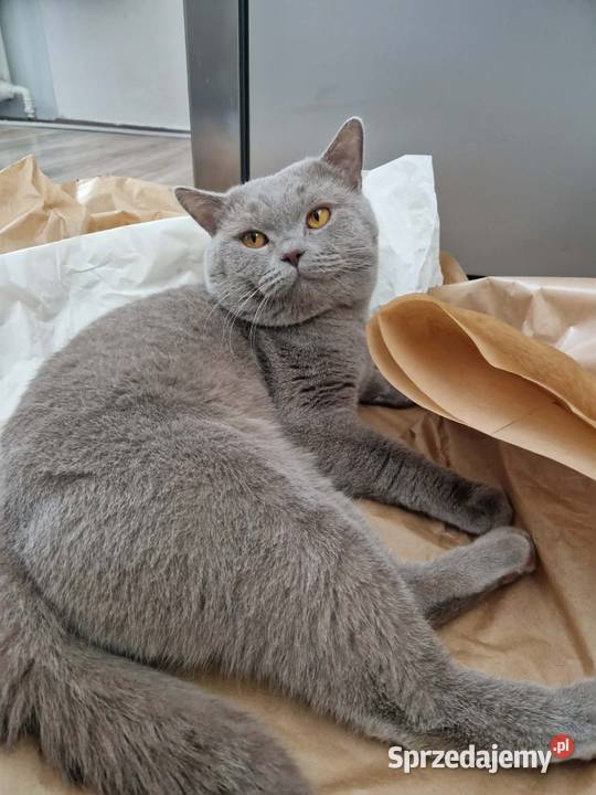 Kocur Brytyjski krótkowłosy reproduktor lubelskie Chełm sprzedam