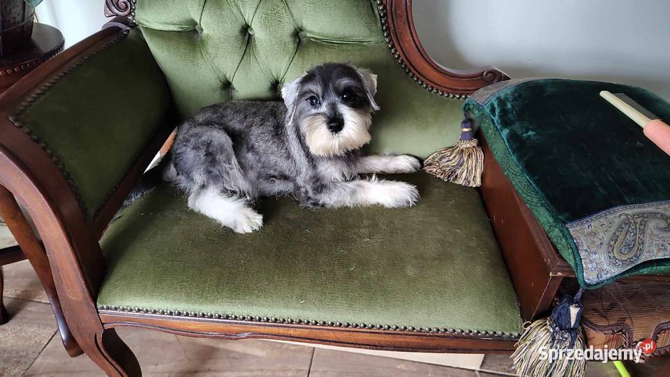 Sznaucer Miniatura rodowodowe szczenięta sprzedam
