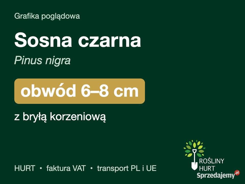 Sosna czarna Pinus nigra obwód 68 z bryłą HURT