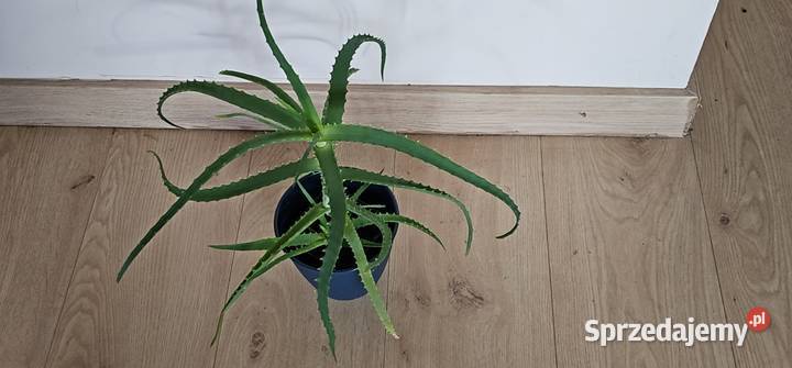 Aloes Roślina doniczkowa roślina domowa małopolskie Oświęcim