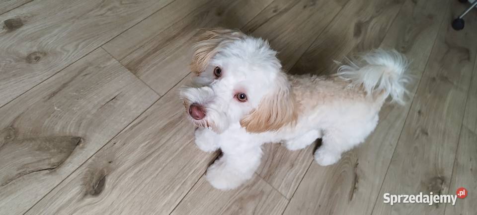 Sprzedam maltipoo łódzkie sprzedam