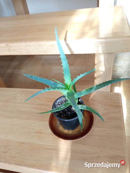 Aloesy kolekcjonerskie i Białystok