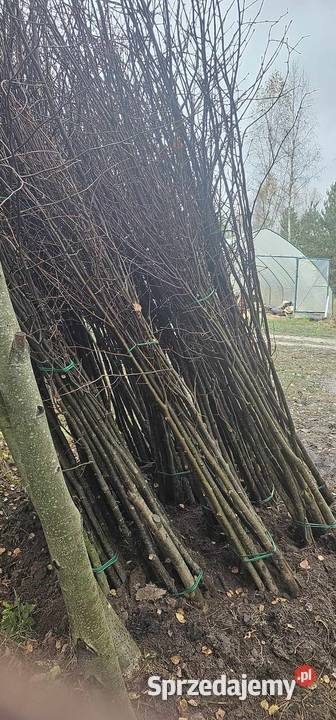 Lipa drobnolistna 68 tilia cordata Sadzonki lipy Wisznice