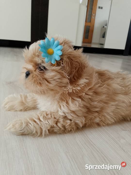 Do odbioru jasny piesek rasy ShihTzu sprzedam