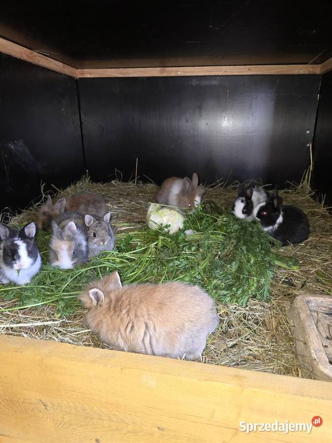 Króliki miniaturki zachodniopomorskie Koszalin