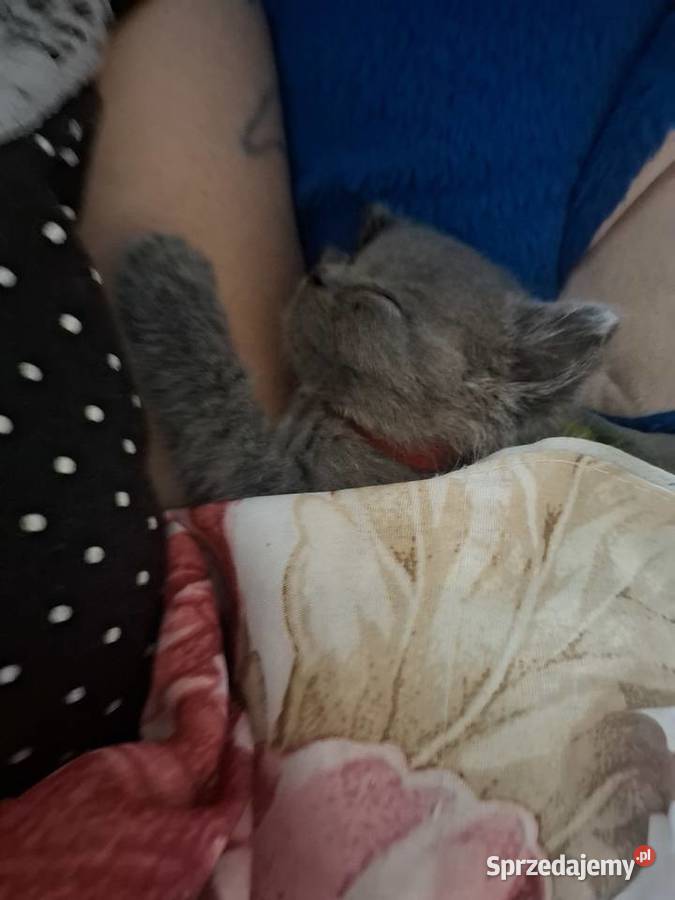 Koty brytyjskie niebieskie krótkowłose kocurki Gostyń