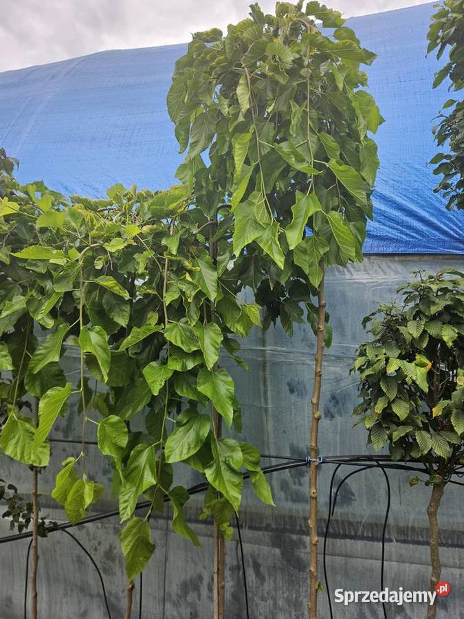 Morwa biała Pendula jadalne owoce wysokość 18 do wielkopolskie Sompolno