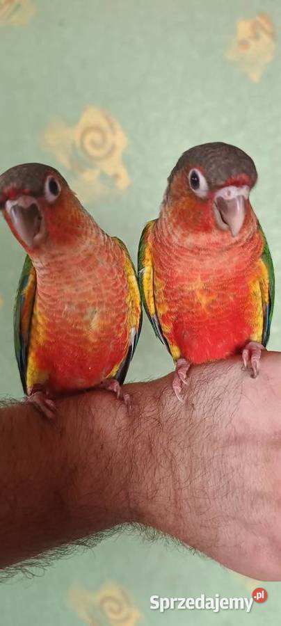 Papugi rudosterki ręcznie karmione Tychy