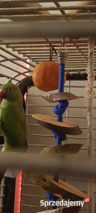 Zamienię parę Aleksandrett