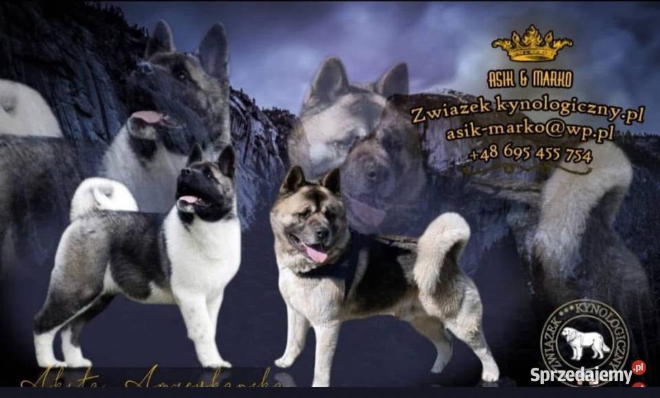 Akita Amerykańska Gorzów Wielkopolski