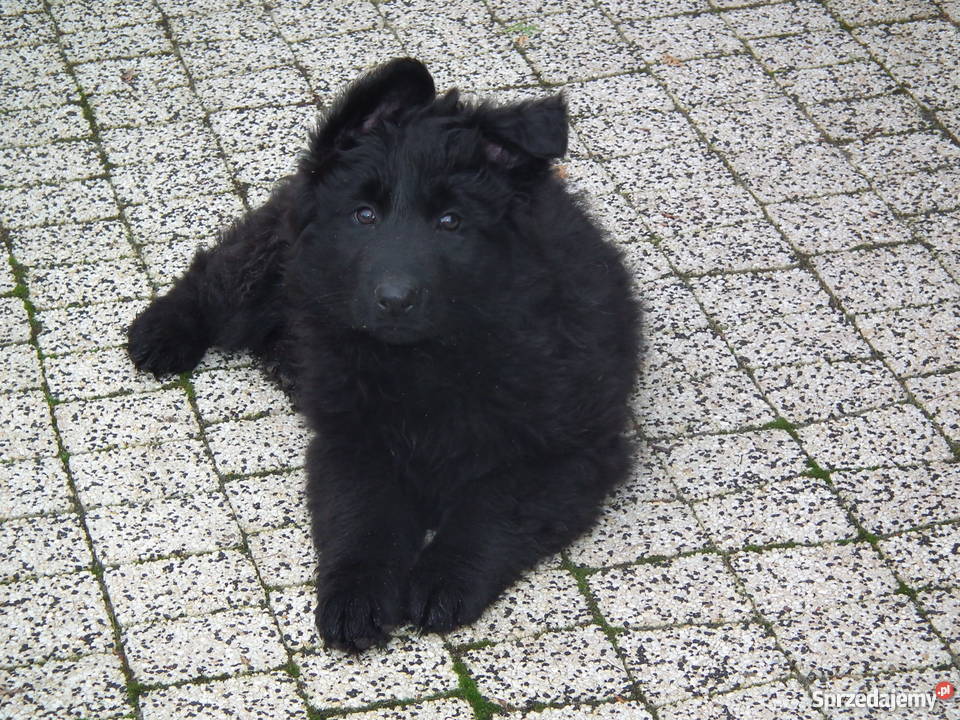 Owczarek Niemiecki Czarny Suczka Warszawa