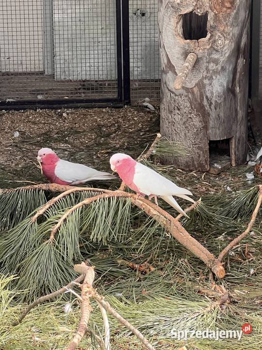 Kakadu Lutino 2122 r Gierałtowice