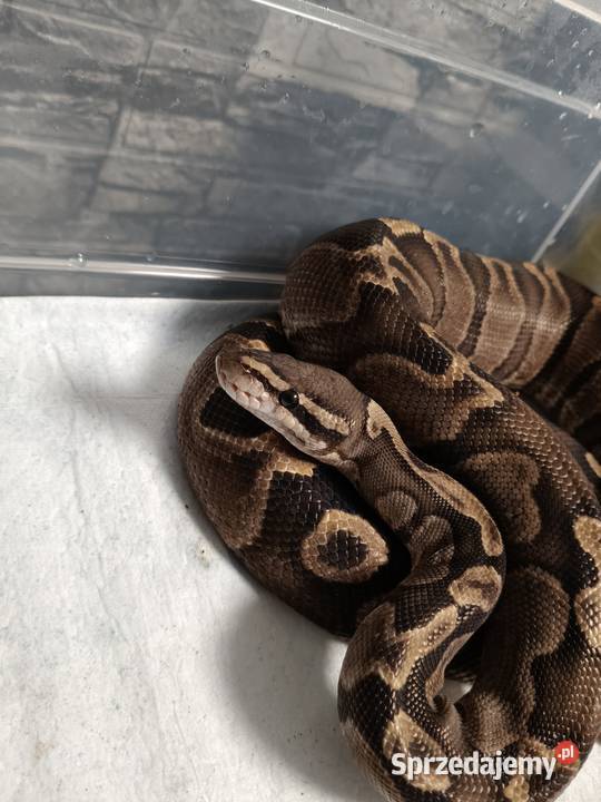 Pyton Królewski Python Regius GHI samica Zabrze