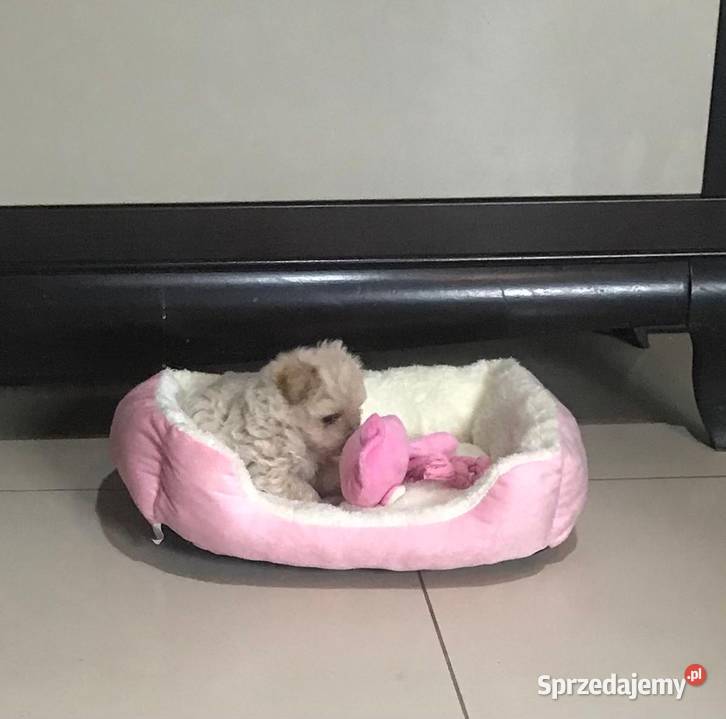 Maltipoo szczeniaki małych rodzicach