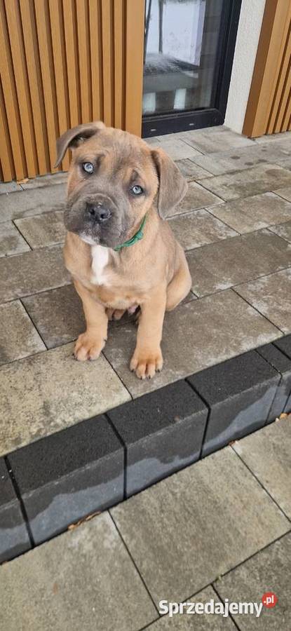 Cane Corso rodowodowe Cane Corso