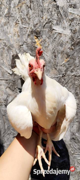 Koguty Leghorn 15 tygodni Dębica