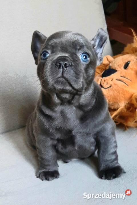 Buldog francuski piesek i suczka Zwierzęta Pabianice
