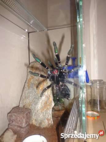 Ptasznik Psalmopoeus irminia kujawsko-pomorskie Toruń