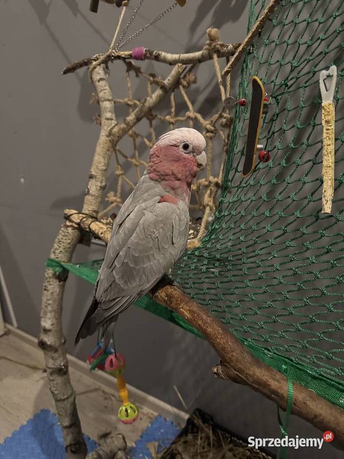 Papuga kakadu różowa Słubice