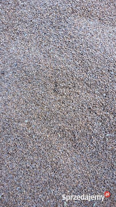 Pszenica przewódkowa lubelskie Bełżyce