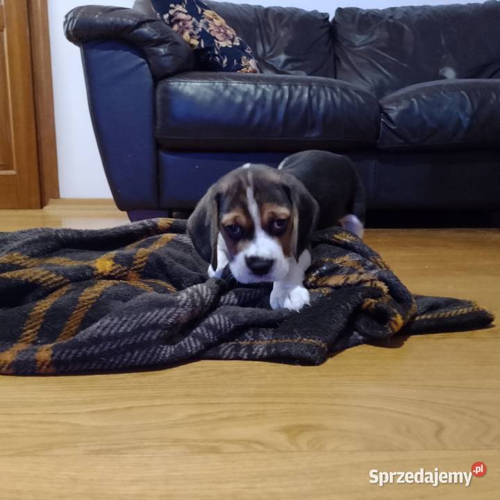 Sprzedam szczeniaka rasy Beagle Kutno