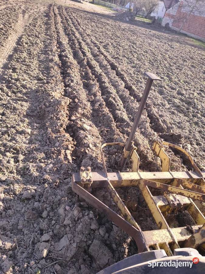 Głębosz trójka Dryja