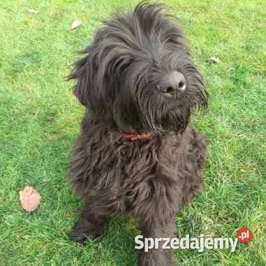 Szczeniak rasy Sznaucer Olbrzym szuka nowego świętokrzyskie Pińczów