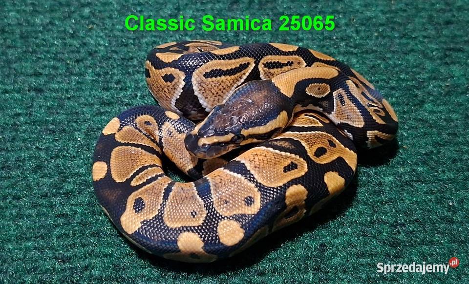 Pyton królewski classic młoda samiczka Gady i płazy Wołomin
