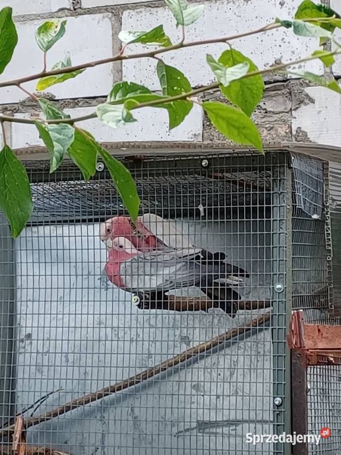 Sprzedam kakadu Pęckowo