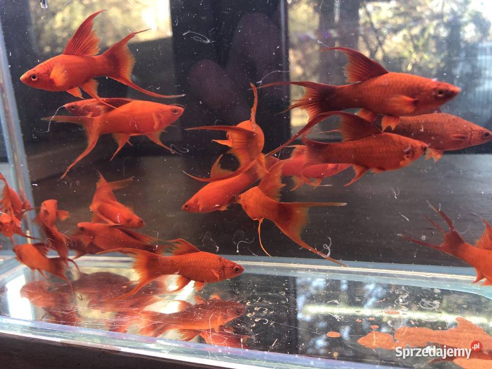 Mieczyk Lira samica ładne Justynów sprzedam