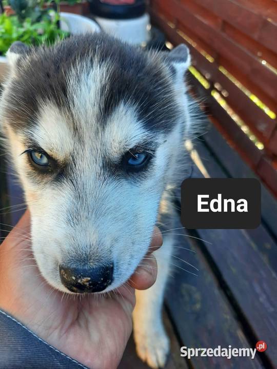 Dostępne szczeniaki rasy Syberian husky Reda