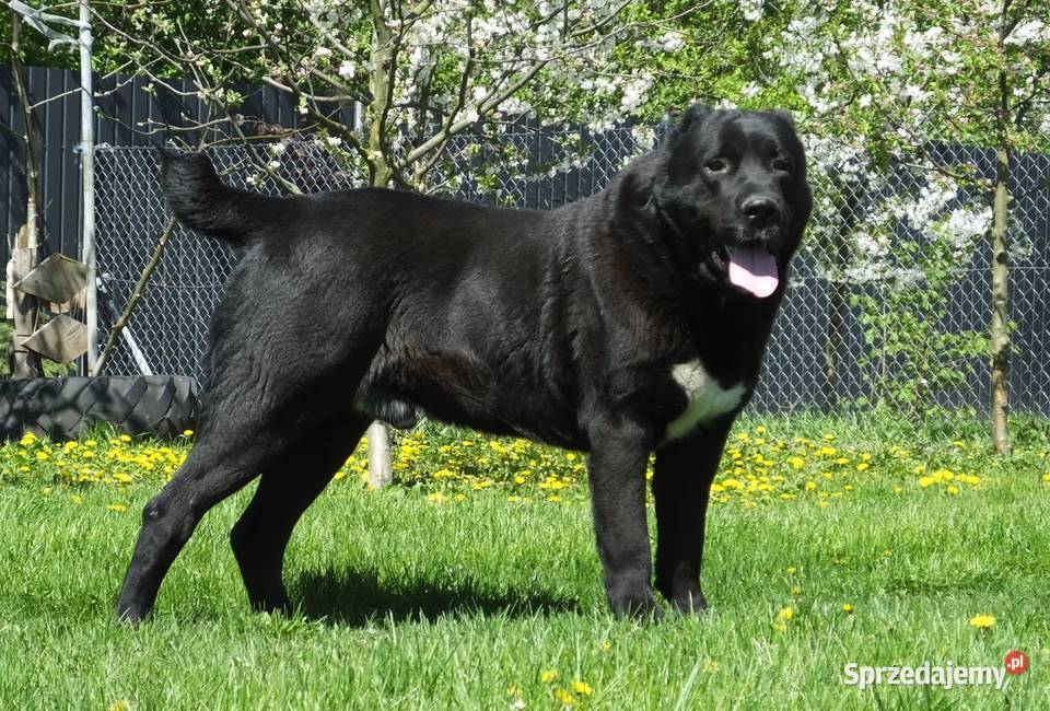 Owczarek Środkowoazjatycki pies wielkopolskie Konin