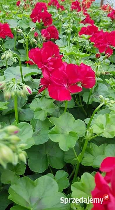 Kwiaty Sadzonki Warzyw