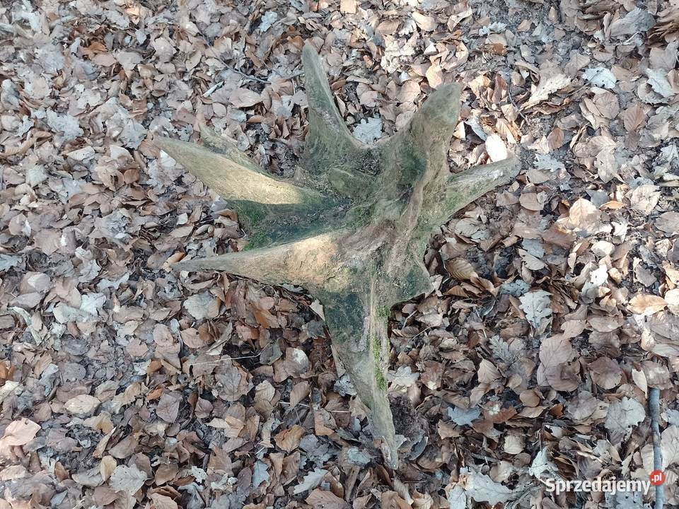 Korzeń dębowy naruralny do ogrodu Siekierki Małe